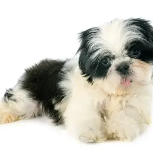 depositphotos_52477761-stock-photo-puppy-shitzu